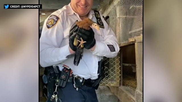nypd-recovers-chickens-wcbs3xsu-hi-res-still.jpg 