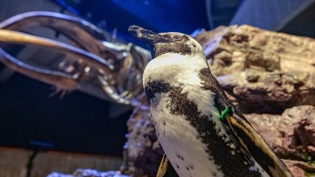 Penguin 