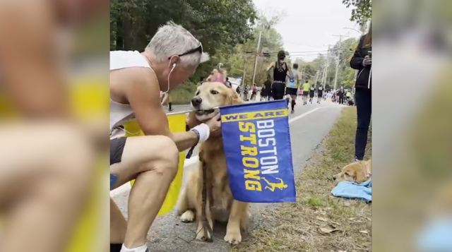 Heartbreak for dog owners: Popular breed more prone now to cancer – Boston  25 News