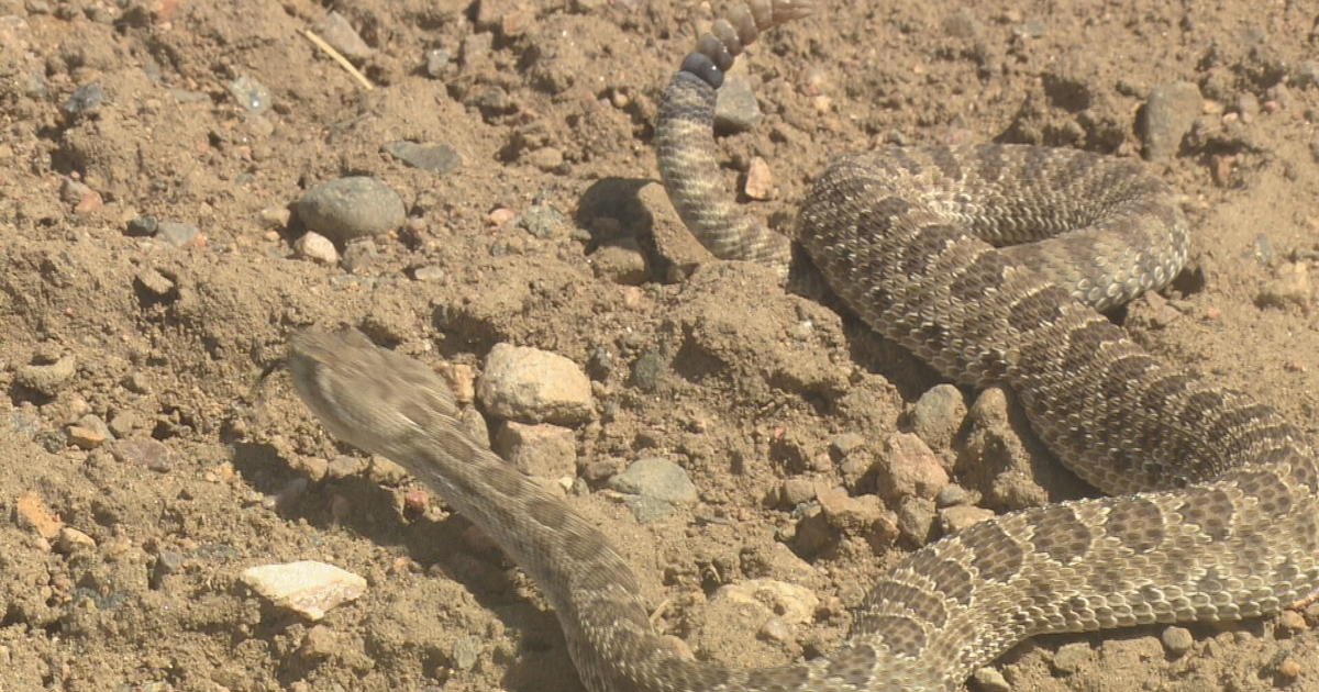 Snake Search: CBS4 Crew Goes Along On Search For Rattlesnakes - CBS ...