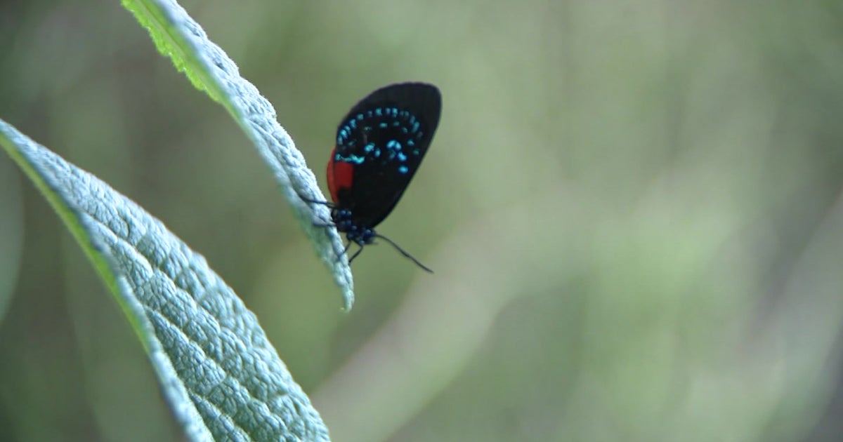 Miami Proud: Zoo Miami Butterfly Conservation Underway In WWII Era Bunker