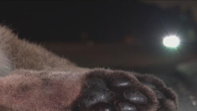 Mountain lion struck, killed on 405 freeway in Sepulveda Pass 
