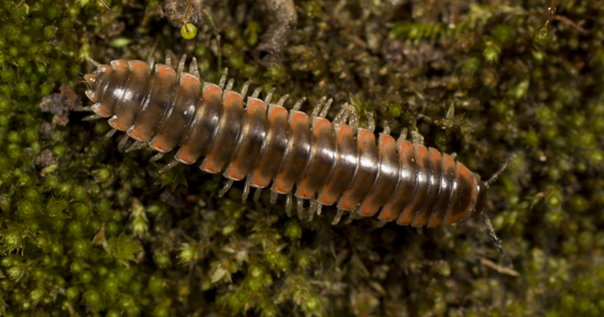 Newly-discovered millipede is named after Taylor Swift - CBS News