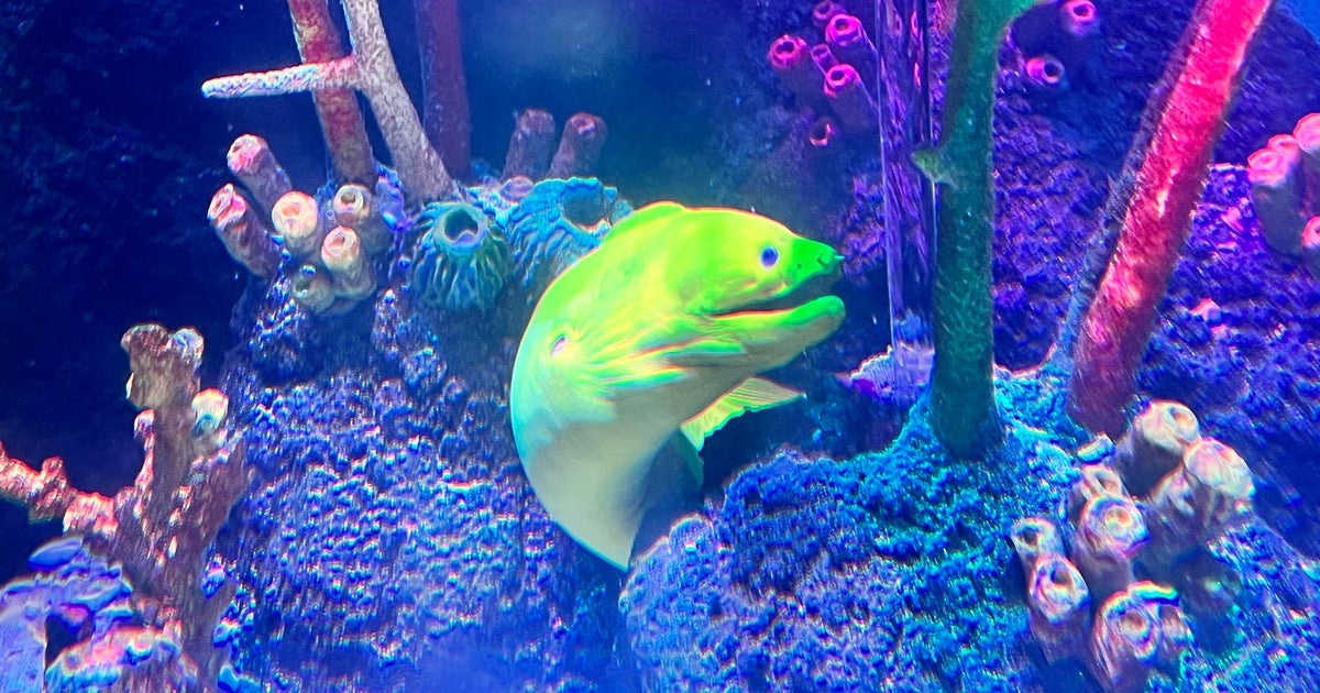 Name that eel New Jersey SEA LIFE Aquarium wants your help naming