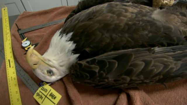 cbsn-fusion-us-bald-eagle-population-being-threatened-by-lead-poisoning-thumbnail-976374-640x360.jpg 