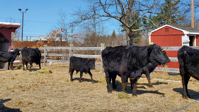 kerry-cattle.jpg 