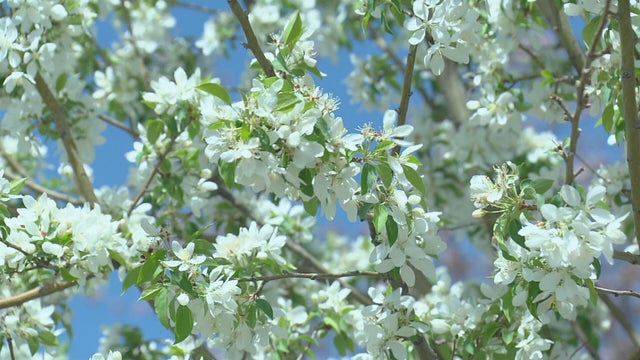 AWFUL-APRIL-ALLERGIES-6PKG.transfer_frame_87.jpeg 