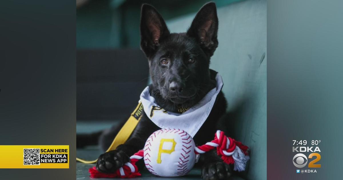 ARI@PIT: Fans, canines celebrate Pup Night at PNC 