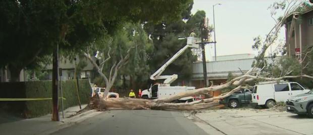 Large tree comes crashing down in Hollywood Hills neighborhood 