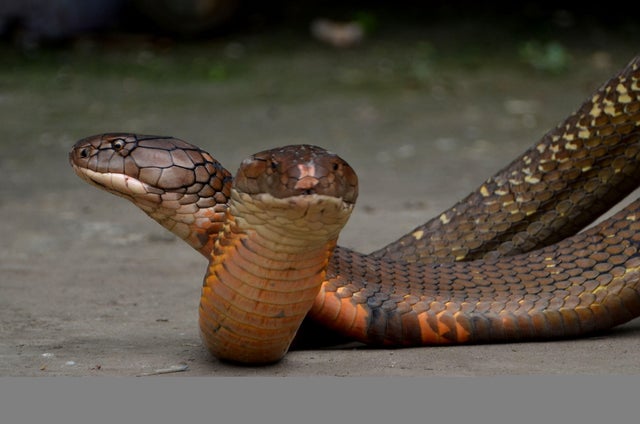 A Man Showing His King Cobra Pets 