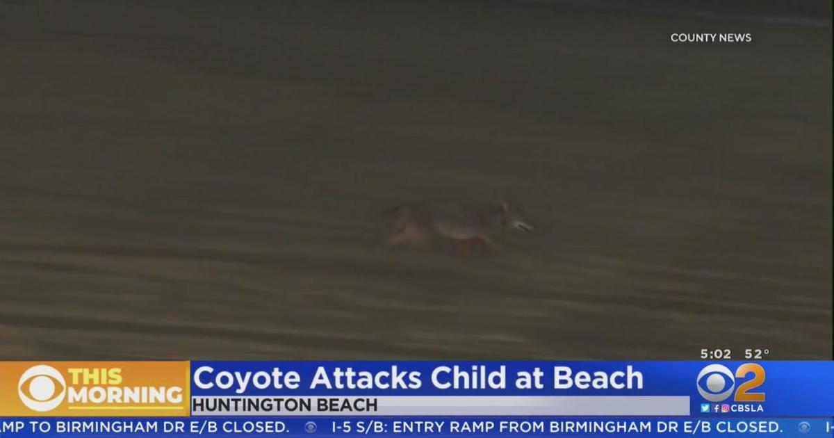 Girl Attacked By Coyote Near Huntington Beach Pier - CBS Los Angeles