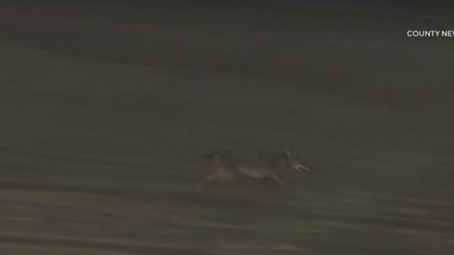 Girl attacked by coyote near Huntington Beach Pier 