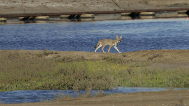 A coyote walks along the water's edge of the Los Cerritos Wetlands in Long Beach Thursday, July 12, 