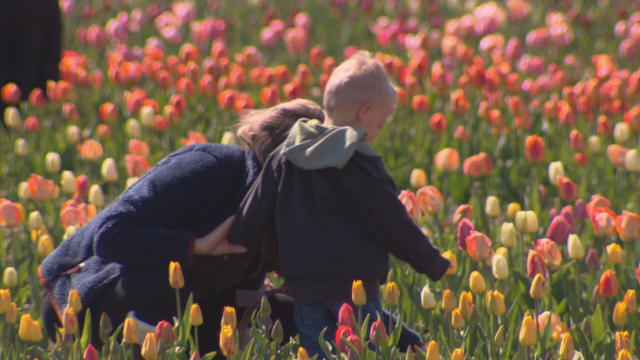 Wilson-Farms-tulips.jpeg 