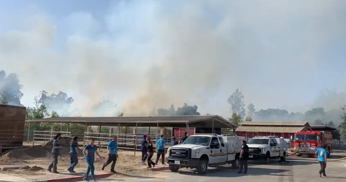 Dozens of animals relocated after vegetation near shelter catches fire