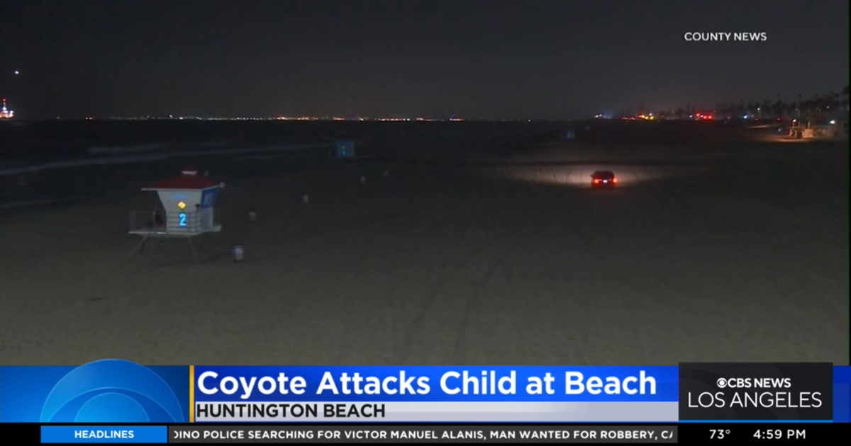 Authorities Capture Coyote That Attacked Girl Near Huntington Beach