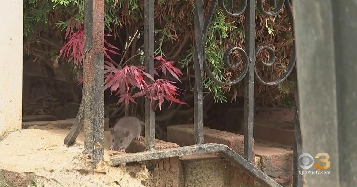 Giant rodents ready to meet Jersey Zoo visitors