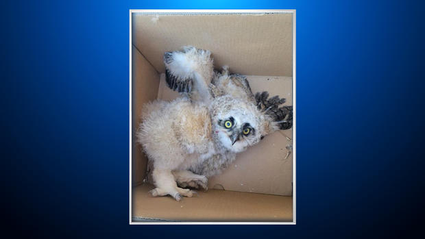 baby horned owl in box 