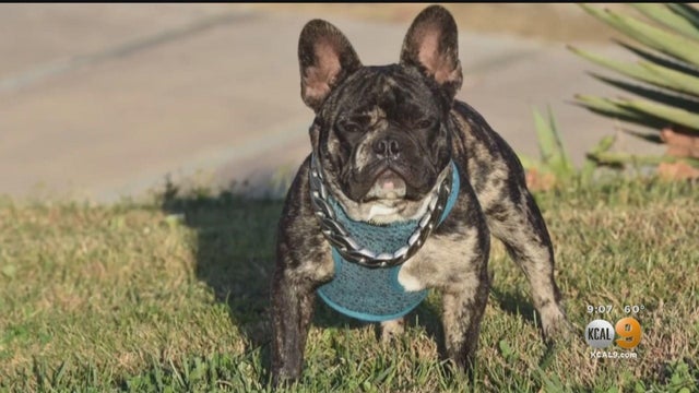 bulldog.jpg 