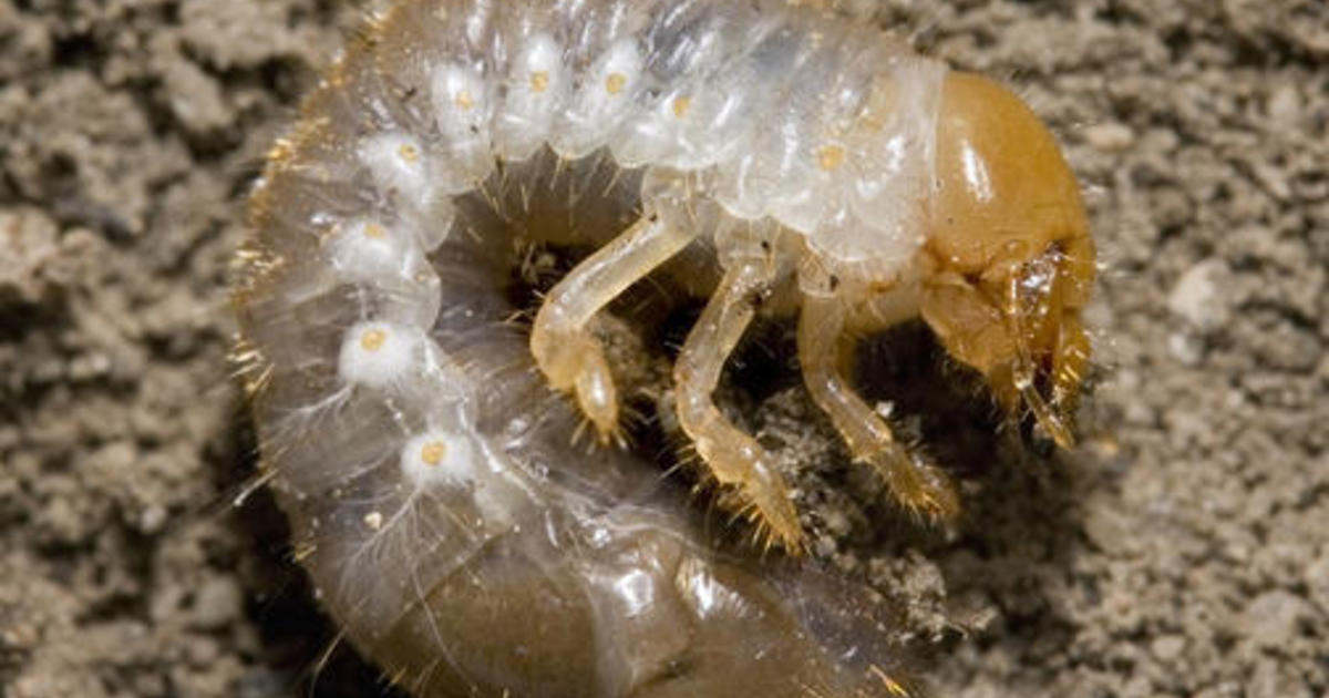 Effort to eradicate highly destructive invasive Japanese beetle