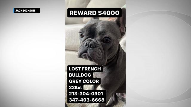 Lost-French-Bulldog-Pics.jpg 