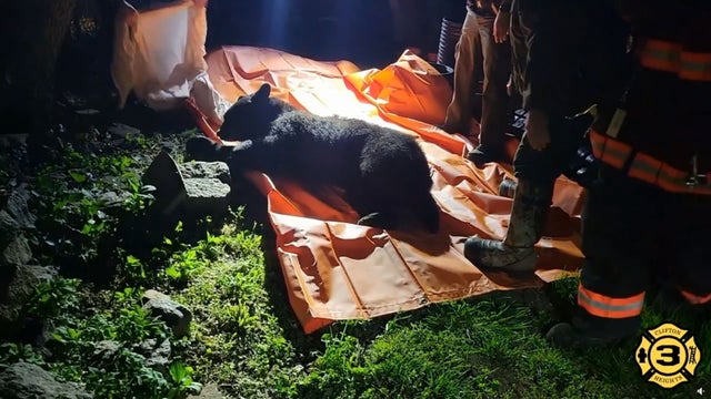 43VO_WB_DELCO-BEAR_frame_646.jpg 