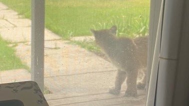 Injured Mtn Lion 2 (credit Lindsey Brown) copy