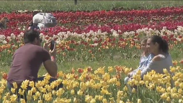 long-island-tulip-festival-waterdrinker-farm.jpg 