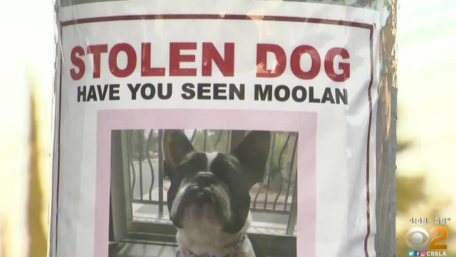 moolan-french-bulldog.jpg 