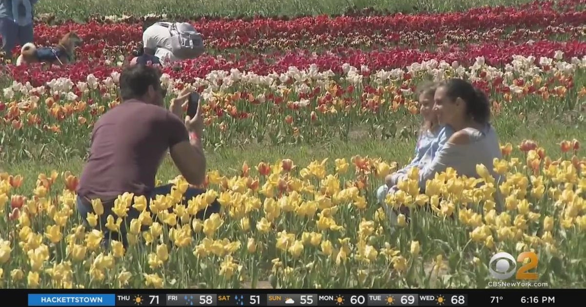 Long Island Tulip Festival in full bloom CBS New York