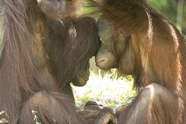 ZooMiami Orangutans 