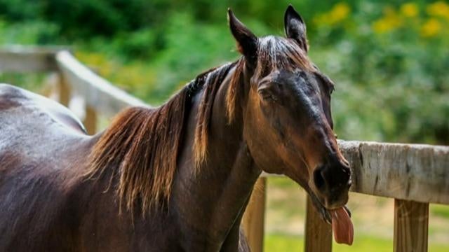 cbsn-fusion-horse-that-never-won-a-race-won-many-hearts-thumbnail-997073-640x360.jpg 