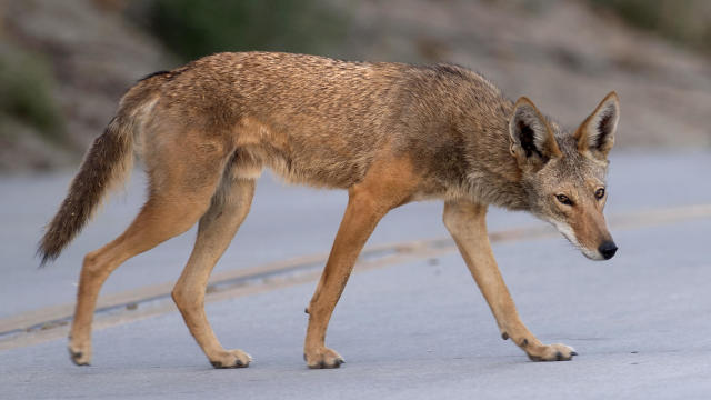 Coyotes Emerge at Sunset at Cal Poly Pomona 