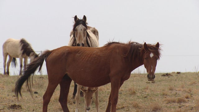 NEBRASKA 10PM PKG.transfer_frame_1177 