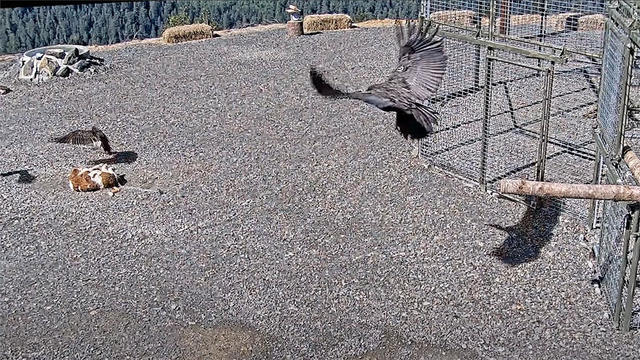 Condors Released 