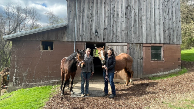 bella-terra-stables.png 