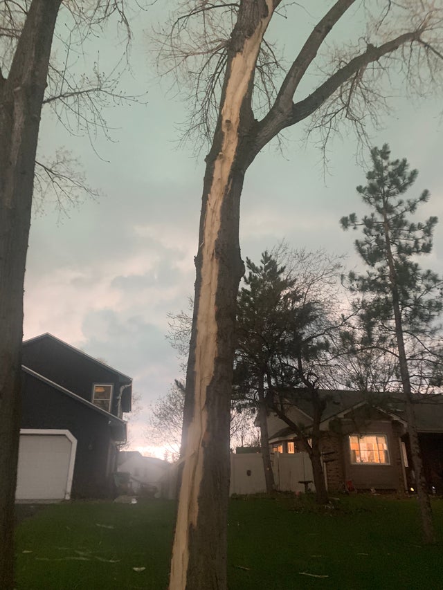 Tree struck by lightning 