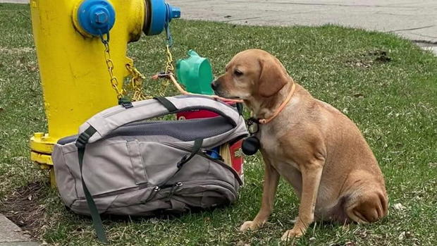 Dog Tied To Fire Hydrant In Green Bay 