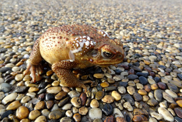 Close up of cane toad on pebbled surface, Australia 