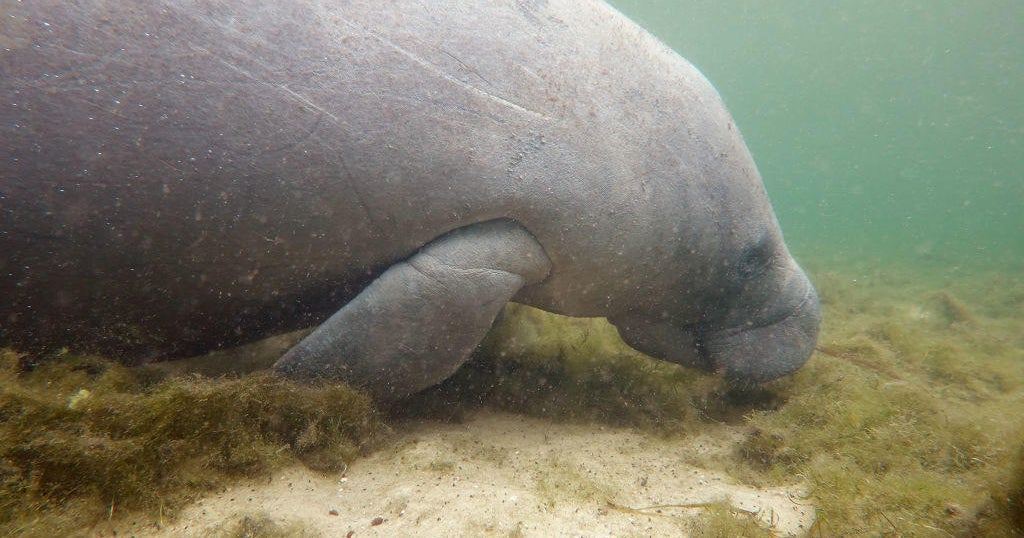 Officials: Starvation threat not over for Florida manatees