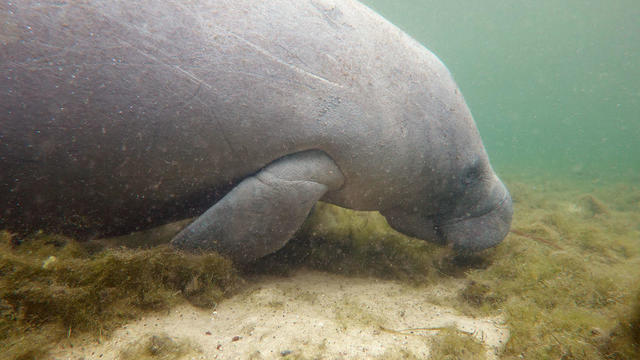 Conservationists Plant Sea Grasses In Effort To Save Florida Manatees 