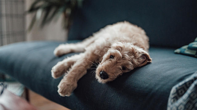 dog lying On Sofa 