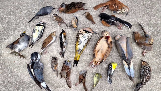 deadbirdscollisions.png