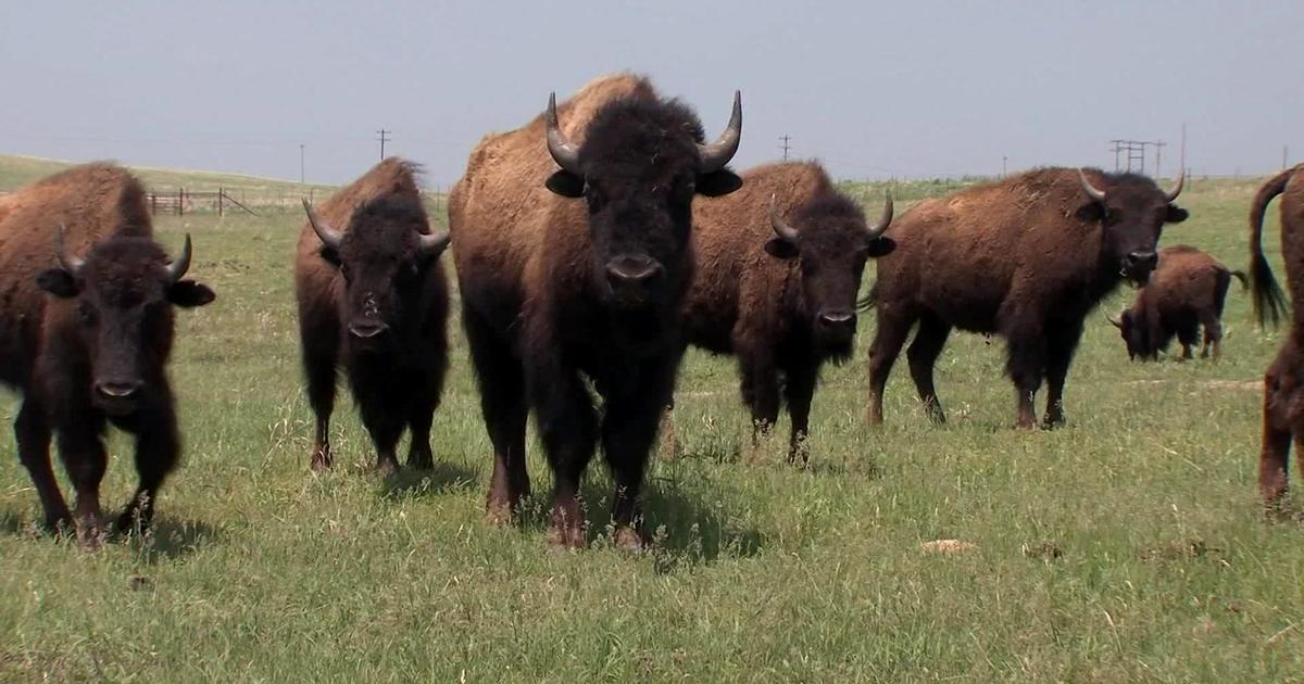 13 bison die after being struck by vehicles near Yellowstone National Park