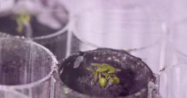 University of Florida scientists grow plants in soil from moon CBS News