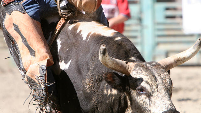 Bull Riding 