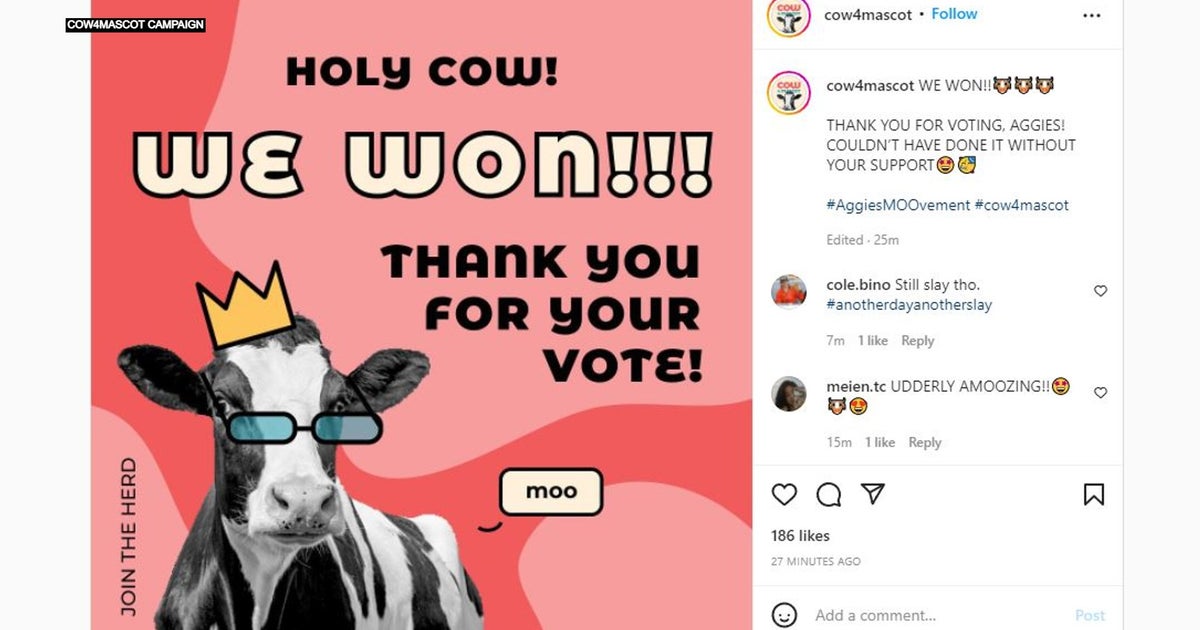 Team Cow Declares Victory In Vote To Change UC Davis Mascot - CBS ...