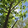 Village of Romeoville to plant 2,500 new native trees 