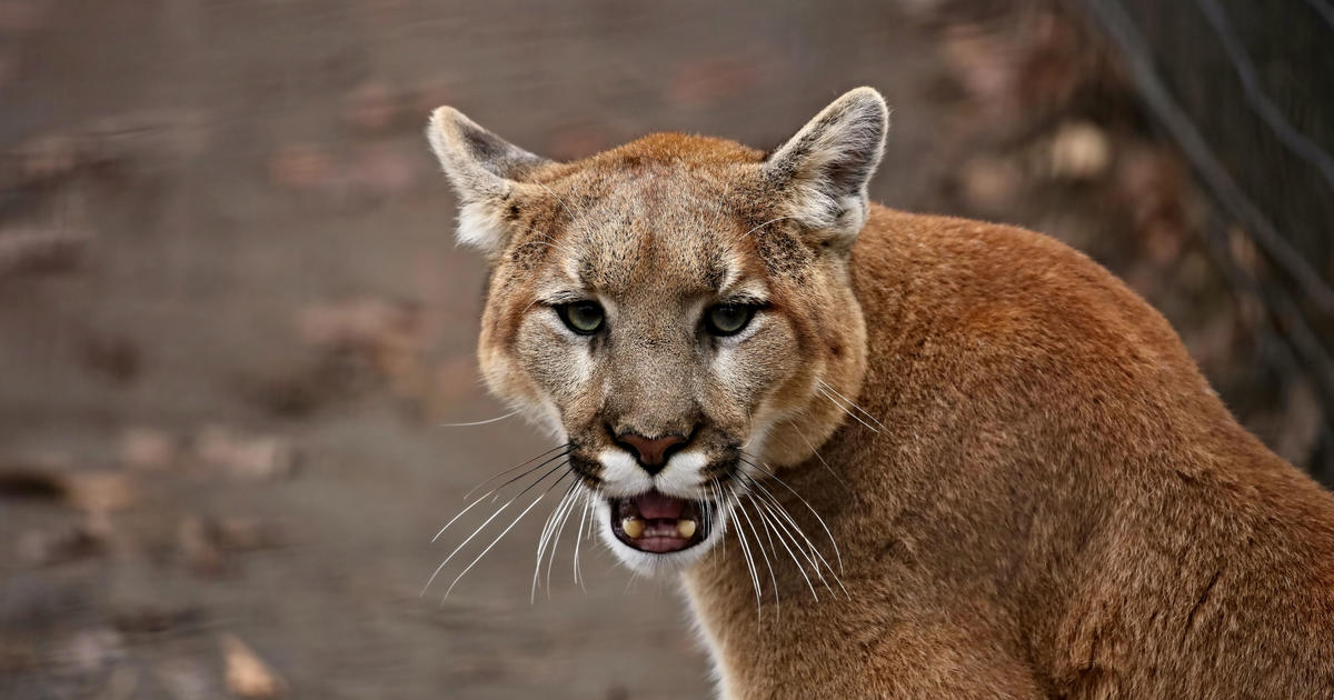 Child attacked by mountain lion in Northern California, taken to trauma center