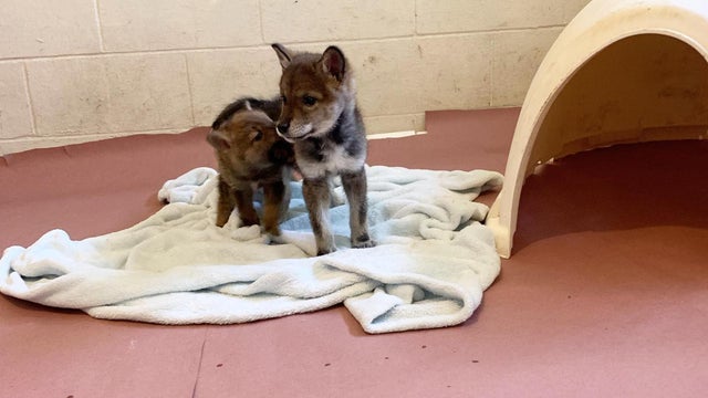 coyote-pups.jpg 